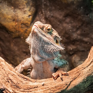 Exotic Pet Services in West Chester