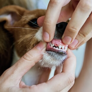 Pet Dentistry in West Chester