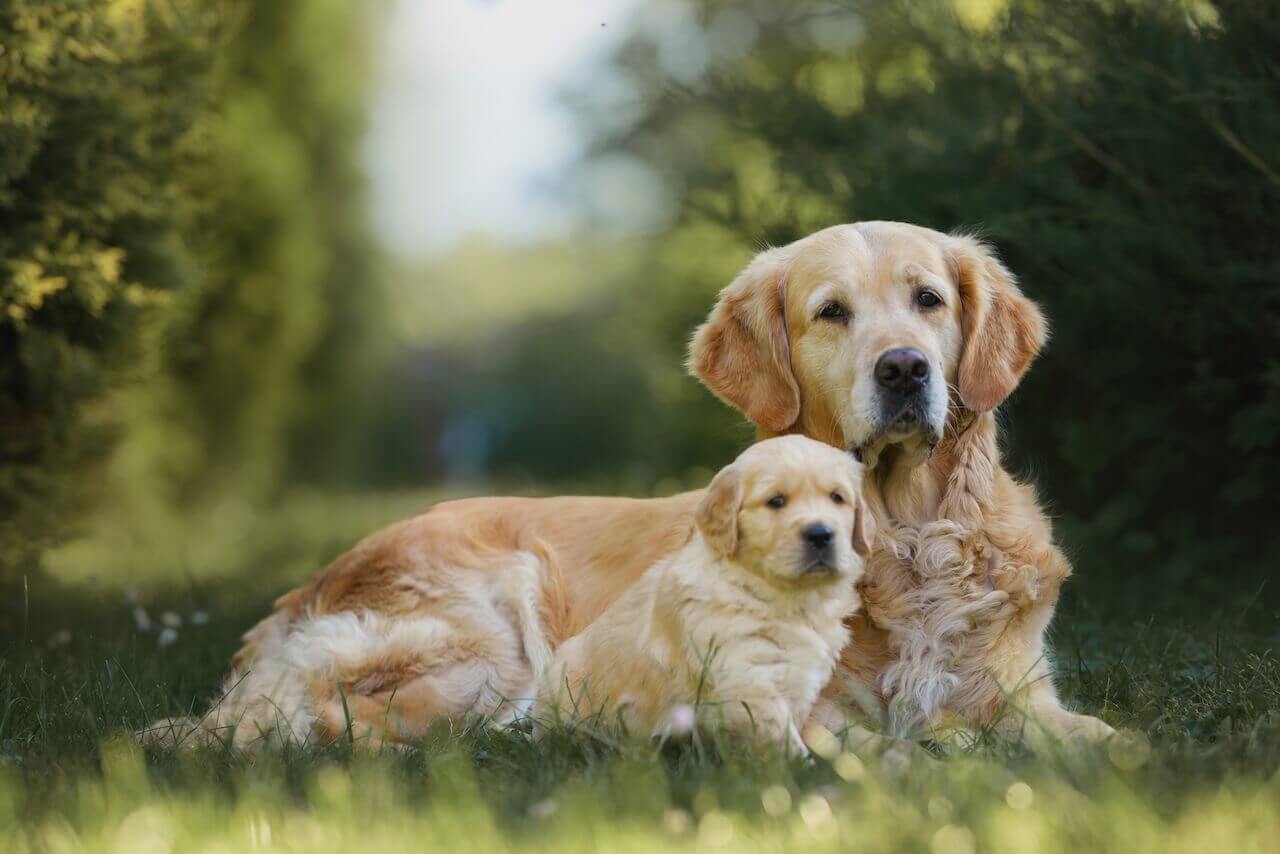 Veterinary clinic in West Chester
