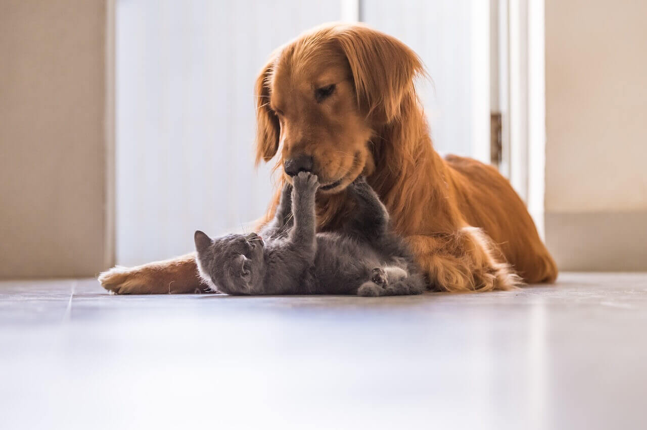 West Chester Veterinary Hospital