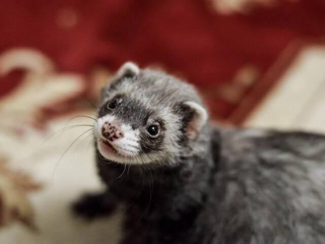 Ferret looking up at owner ready to play