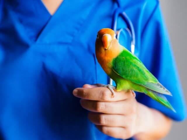 Avian Service Page Pet Parrot.