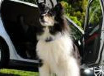 On the Road: Car Travel Tips for Dogs