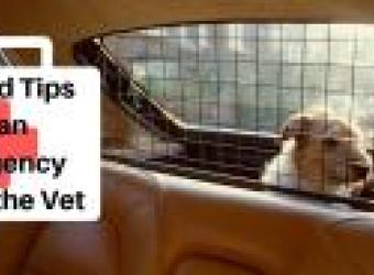 Pet First Aid Tips: Preparing for an Emergency Trip to the Vet