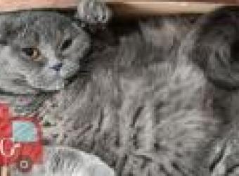Preparing Your Pet For Moving