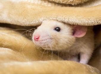 Everything You Need to Know About Caring for a Fancy Rat